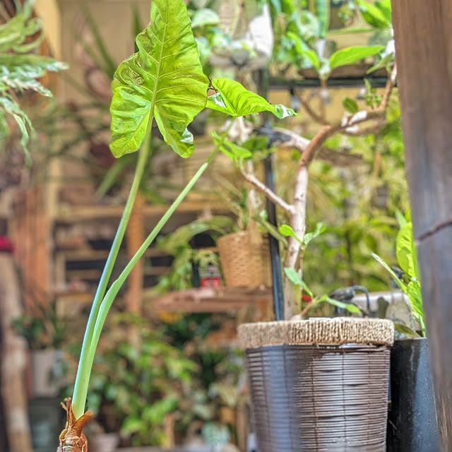 GINさんの部屋