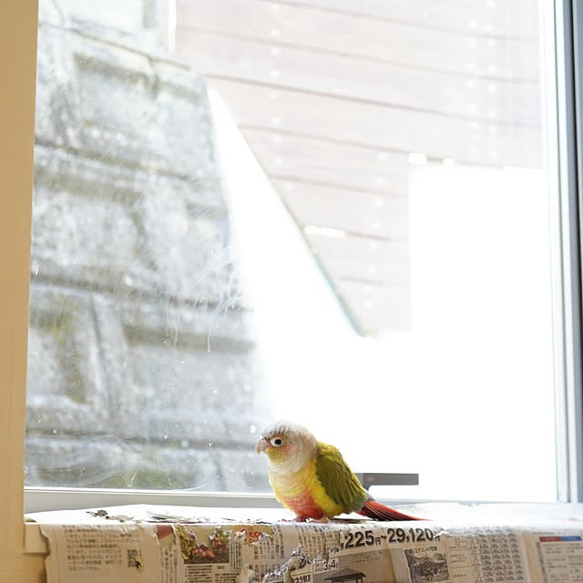 puchiさんの実例写真
