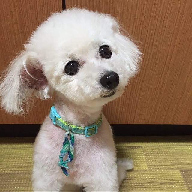 v.4ma-ma.0519さんの実例写真