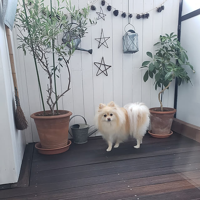 玄関/入り口/IG→ecruleaf/セルフリノベーション/ベランダ/ポメラニアン...などのインテリア実例 - 2020-12-18 06:02:47