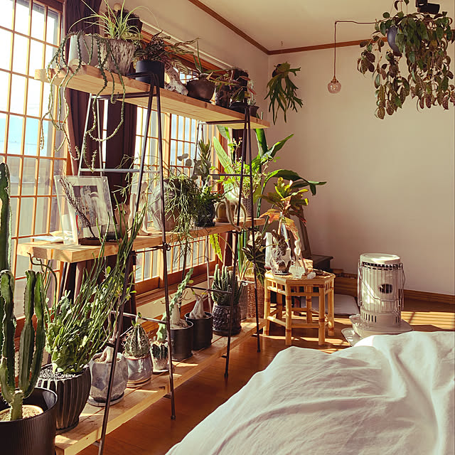 植物のある暮らし/アンティーク/多肉植物/部屋全体のインテリア実例 - 2023-01-06 21:41:12
