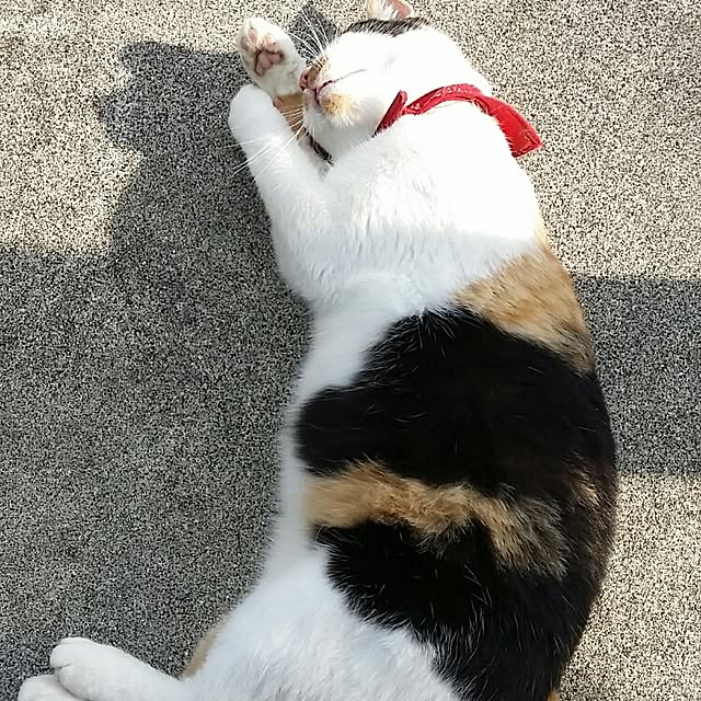 lemoned1126さんの実例写真