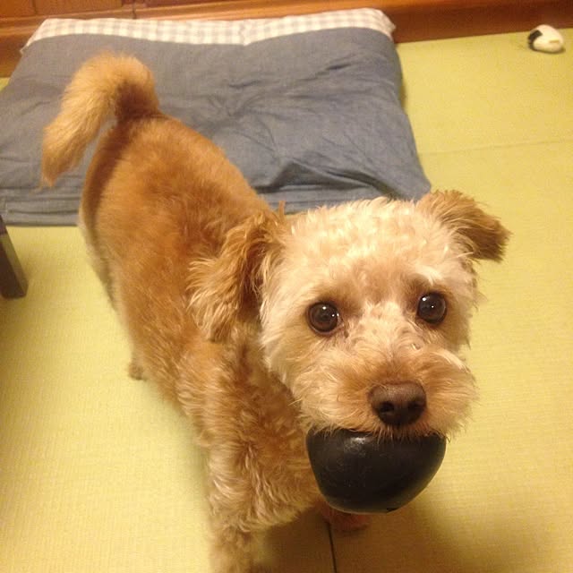 yさんの実例写真