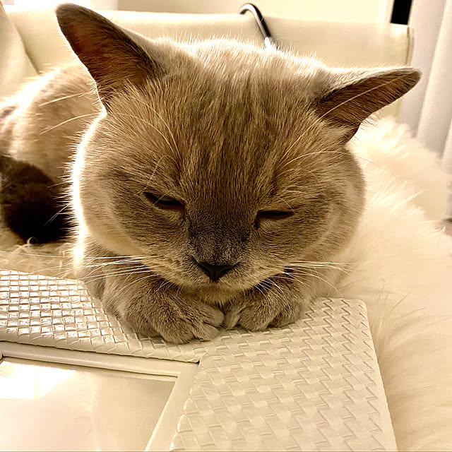 gingerwynksさんの実例写真