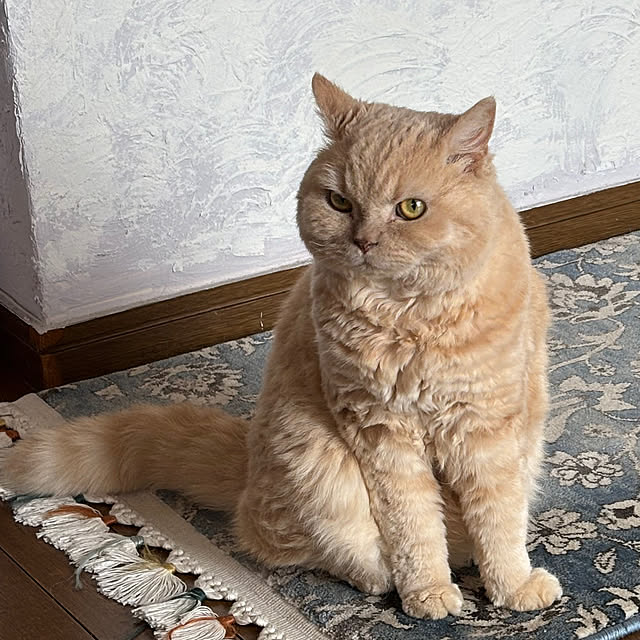 naokoさんの部屋