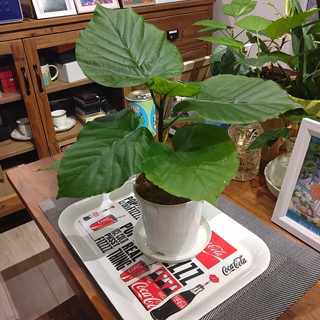 NAOKIさんの部屋