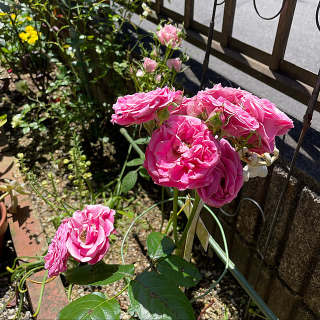 rurimama11さんの実例写真