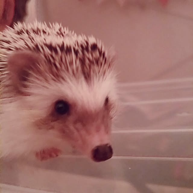 kuruさんの実例写真