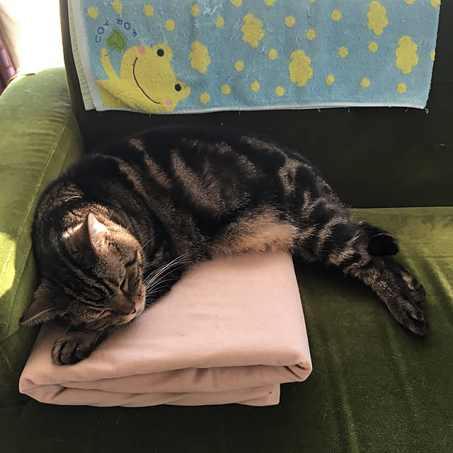 mikomaruさんの実例写真