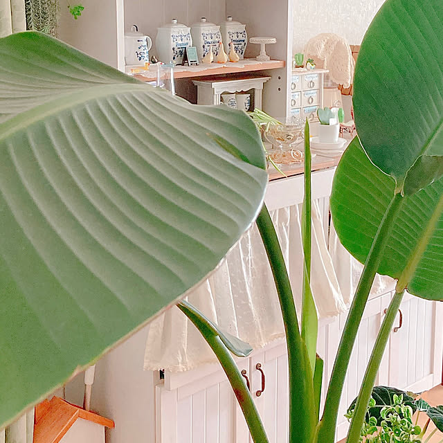 Hanakaさんの部屋