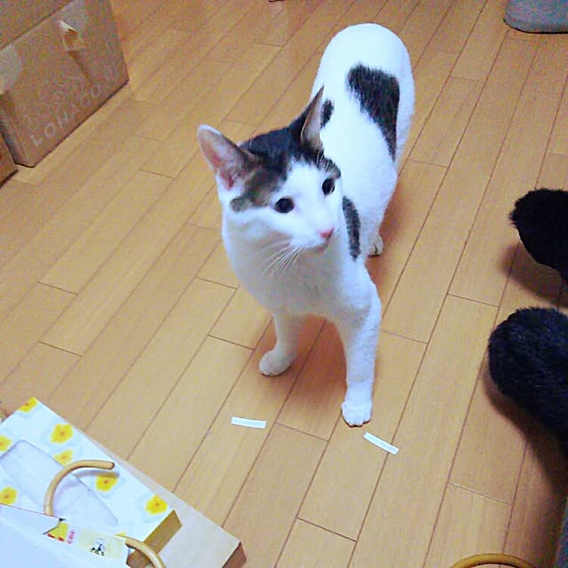 sakuraさんの実例写真