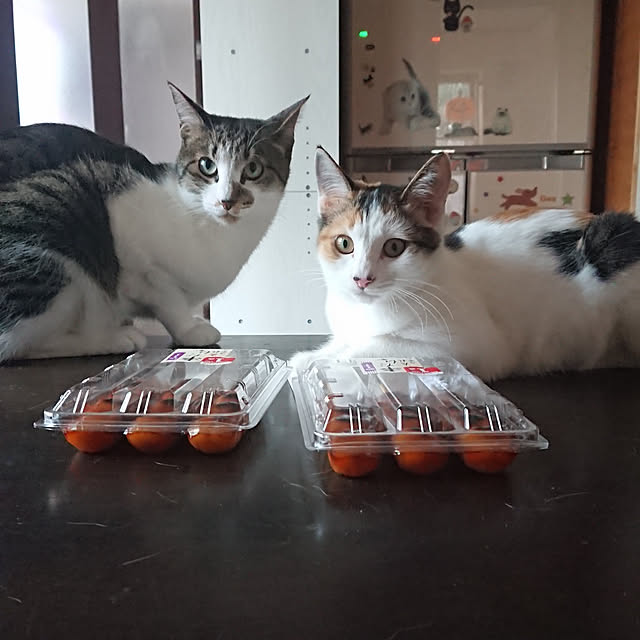 実例写真
