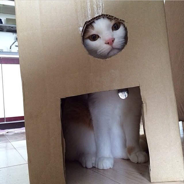 bobooooonさんの実例写真