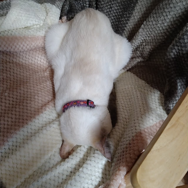 kiyohima229さんの実例写真