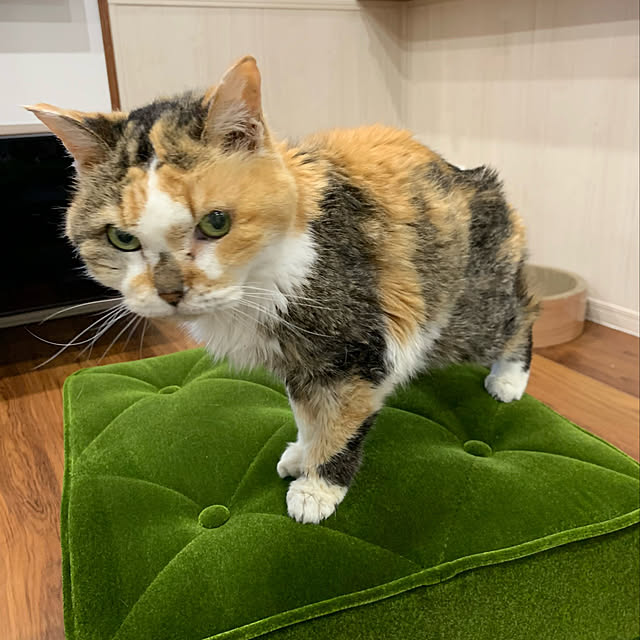 mikeume7さんの部屋