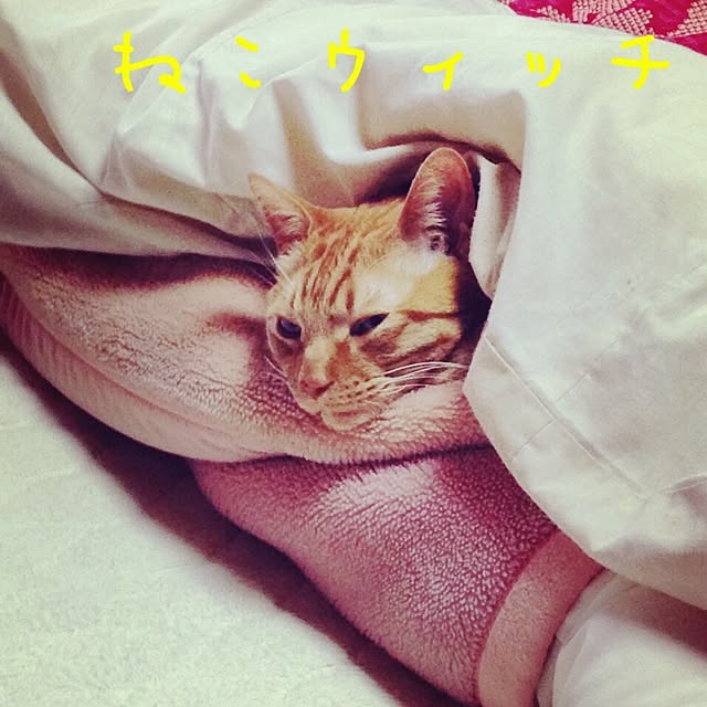 harupisuさんの実例写真