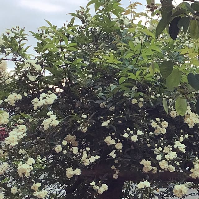 kanadeさんの実例写真