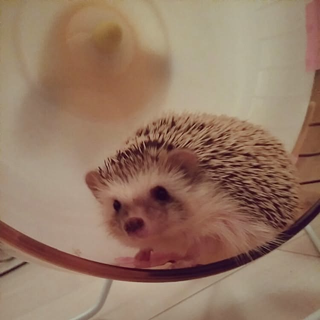 kuruさんの実例写真