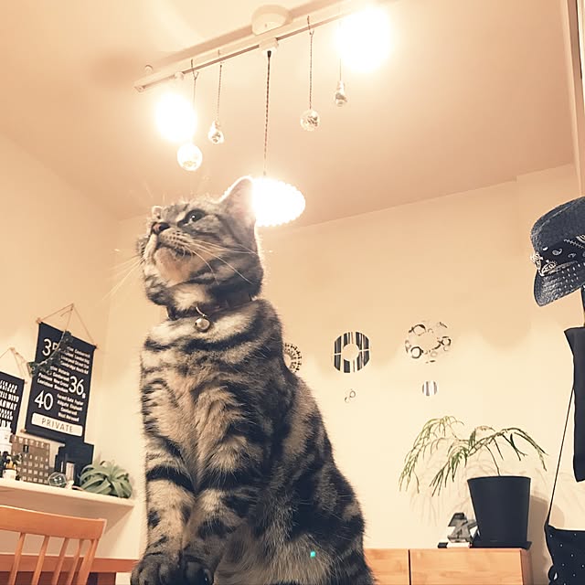 hiyupan88さんの実例写真
