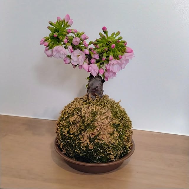 anzuさんの実例写真