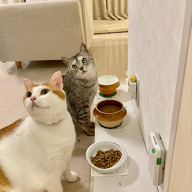bikkeさんの実例写真
