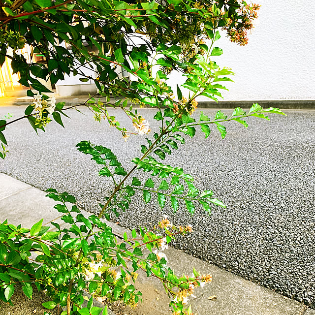 eshinobumさんの実例写真