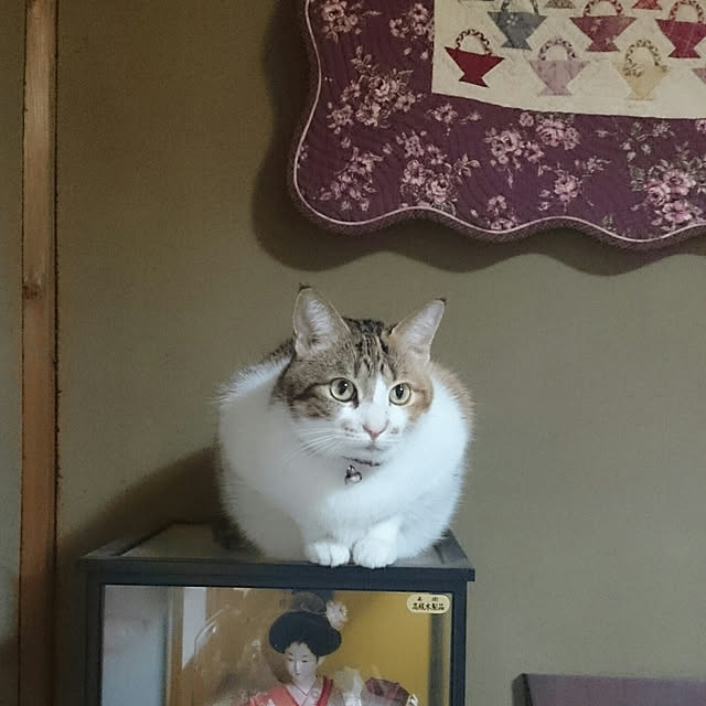 実例写真