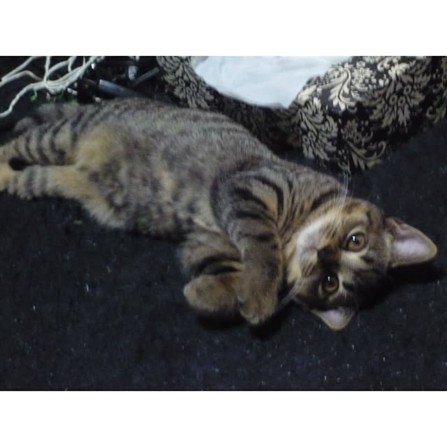 catwomanさんの実例写真
