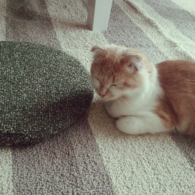 yuさんの実例写真