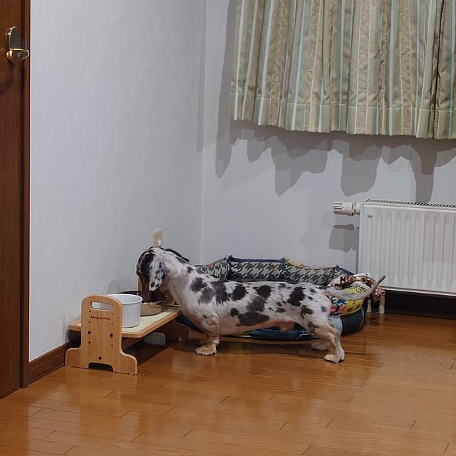 ベッド周り/愛犬/愛犬のいる生活/愛犬家/愛犬グッズのインテリア実例 - 2025-02-02 15:39:21