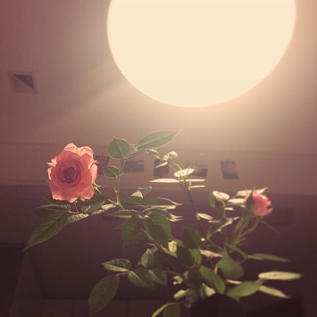 minomonさんの実例写真