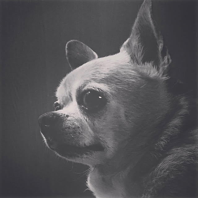 愛犬/リビングのインテリア実例 - 2019-06-24 07:35:22