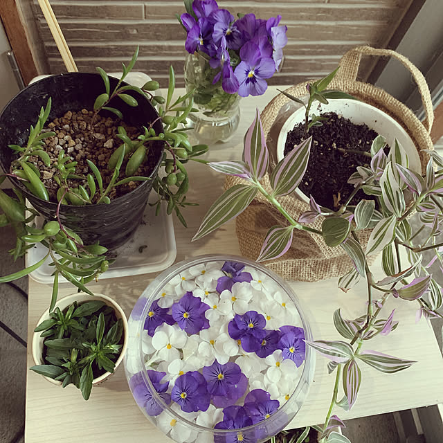 ナチュラル/ガーデニング/植物のある暮らし/DIY/雑貨...などのインテリア実例 - 2021-06-19 18:21:12
