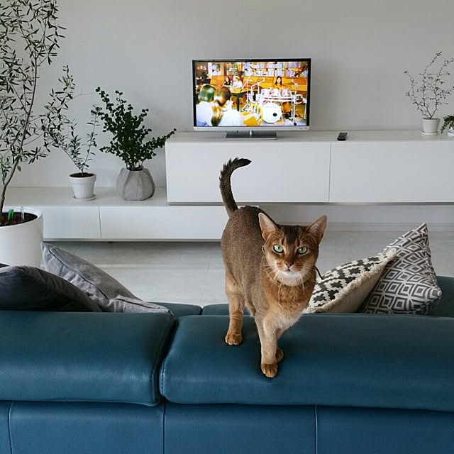 aco_64さんの実例写真