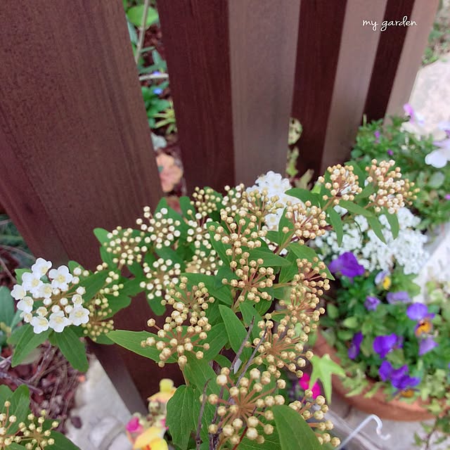 nikomaru2さんの実例写真