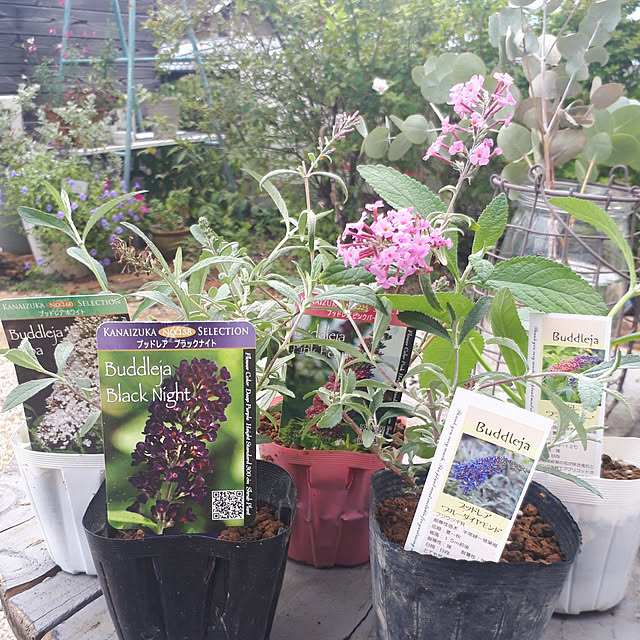 蝶を呼ぶ花木 ☘ ブッドレア ブルーダイヤモンド ☘ 苗 やむ無し 蝶を呼ぶ花木 ☘ ブッドレア ブルーダイヤモンド ☘ 苗 やむ無し