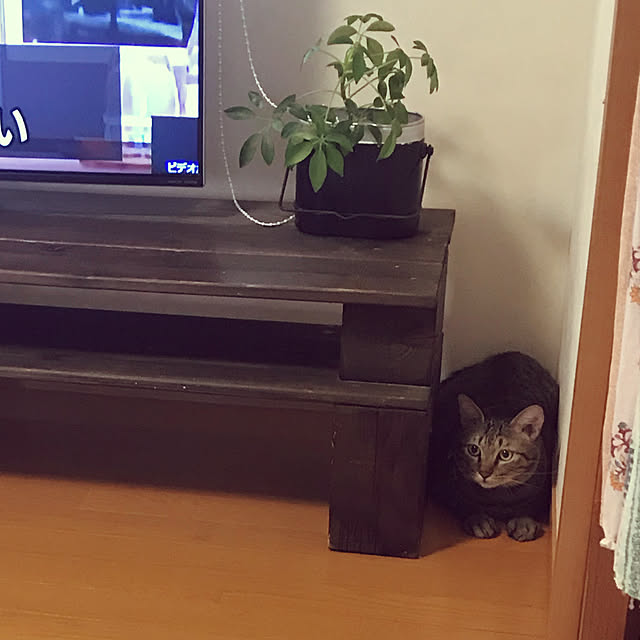 mikan161さんの実例写真