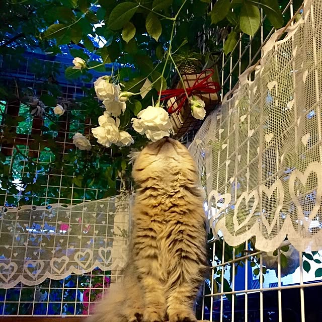 butachanさんの実例写真