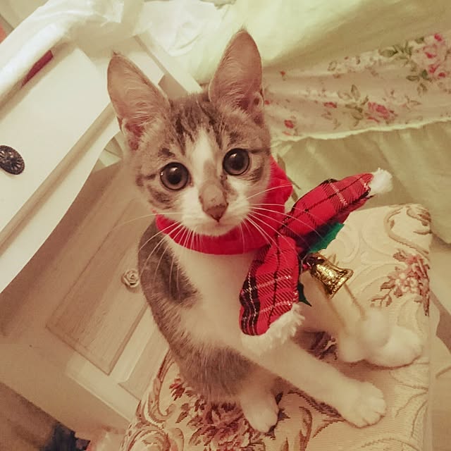 totoko3927さんの実例写真