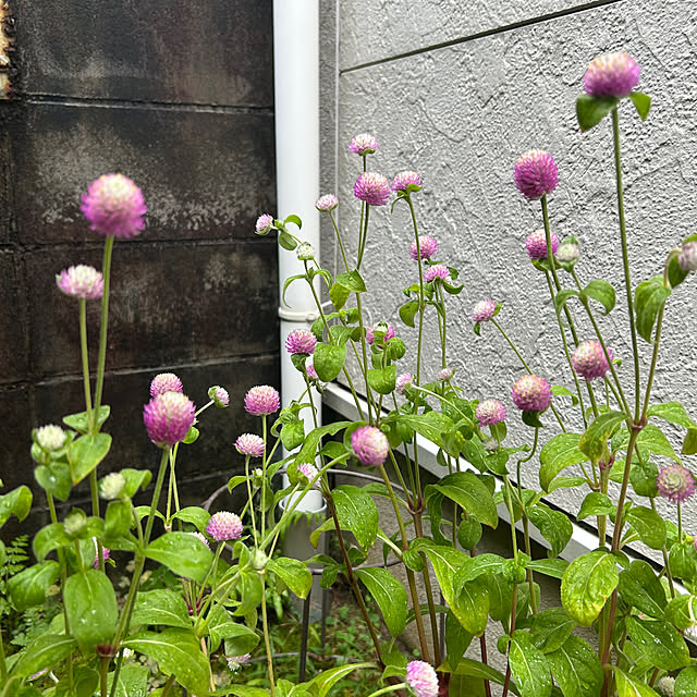 fumikoiさんの実例写真