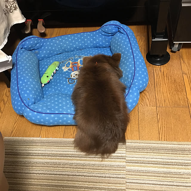 chIoeさんの実例写真