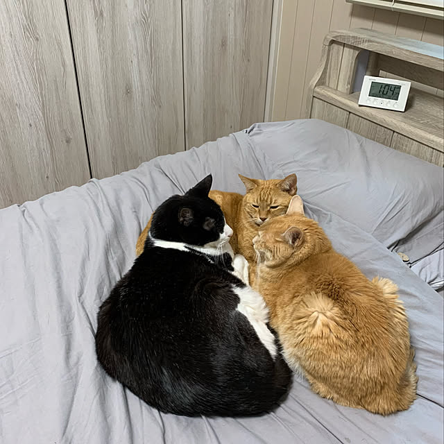 mikeume7さんの実例写真