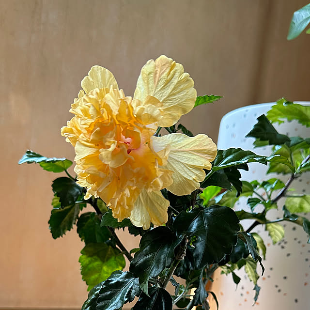 mama_sanさんの実例写真