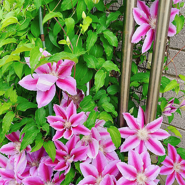 Rioさんの実例写真