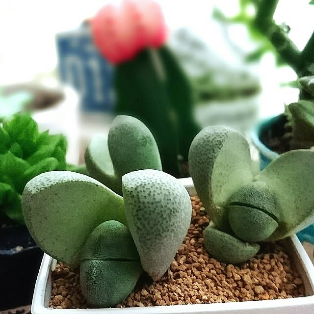 mamimamipockyさんの実例写真