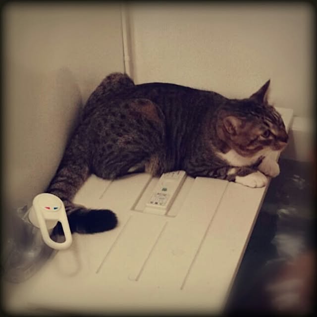 Lukiさんの実例写真
