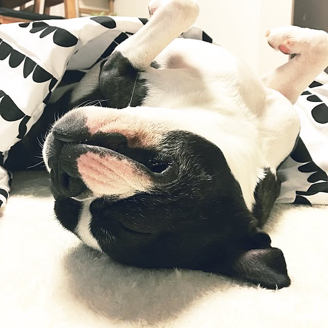 Ayaさんの実例写真