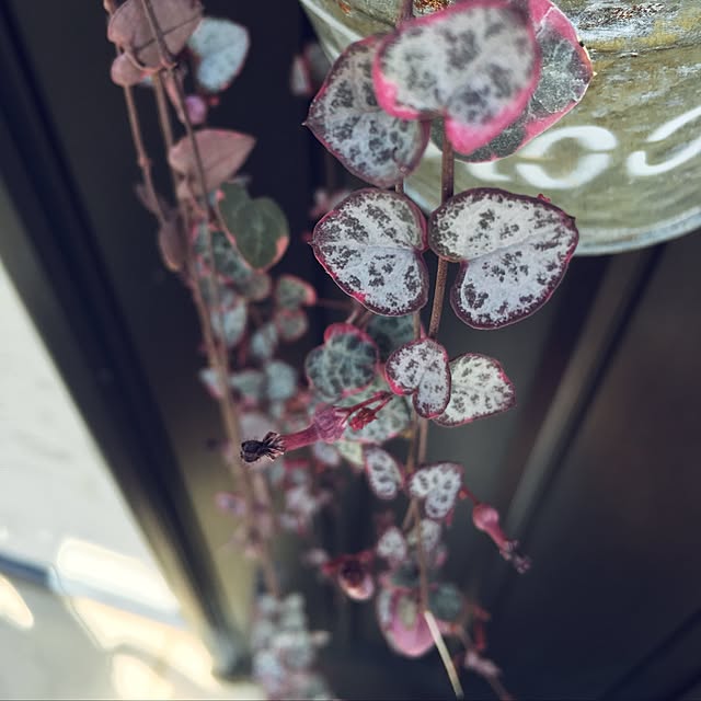 yoppyさんの実例写真