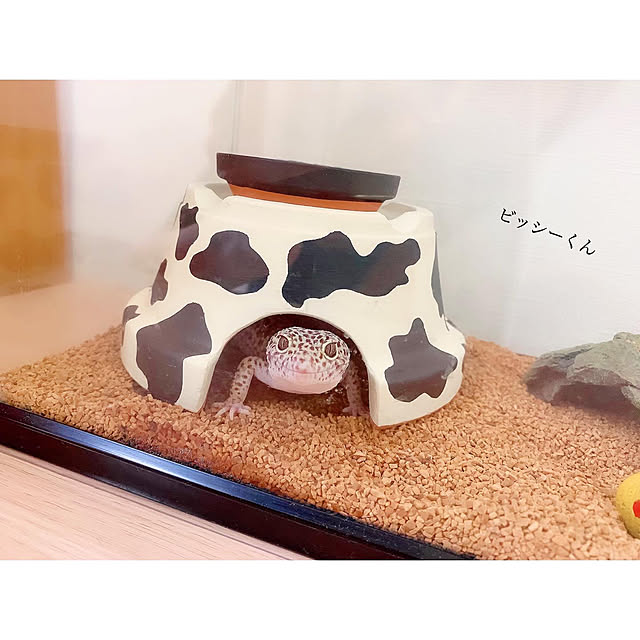 chaluさんの実例写真
