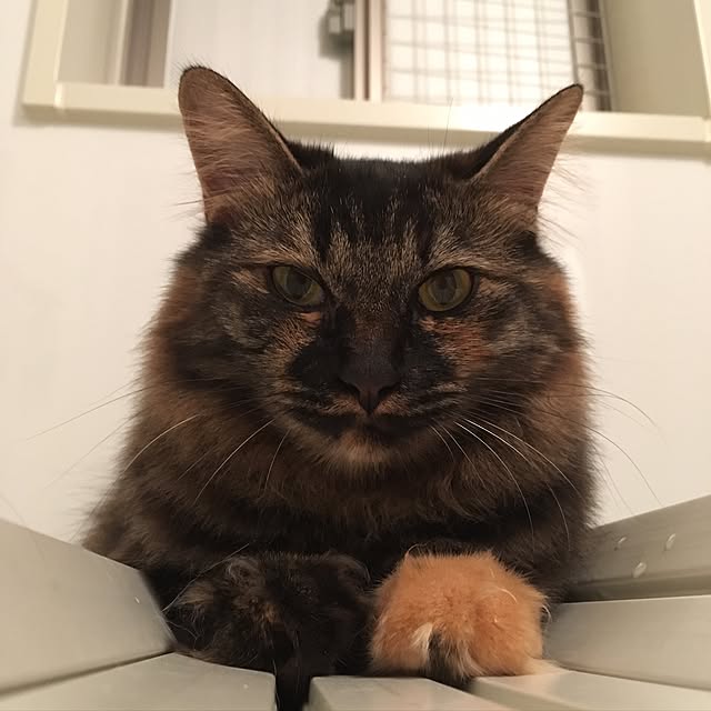 mikomaruさんの実例写真